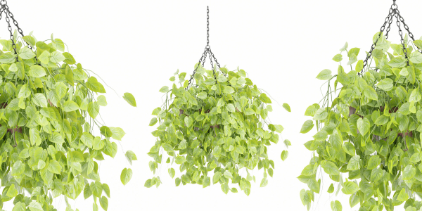 Hanging plants collection vol 142-Blender