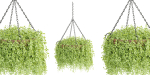 Hanging plants collection vol 142-Blender