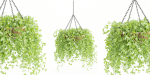 Hanging plants collection vol 142-Blender
