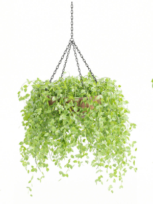hanging-plants-collection-vol-142-blender-3d-model-64cdddf3bc