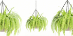Hanging plants collection vol 142-Blender