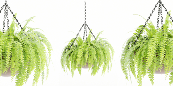 Hanging plants collection vol 142-Blender