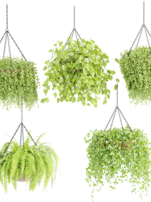 Hanging plants collection vol 142-Blender