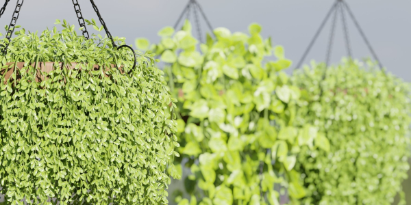 Hanging plants collection vol 142-Blender
