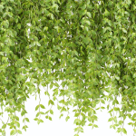 Hanging plants for indoor vol 124