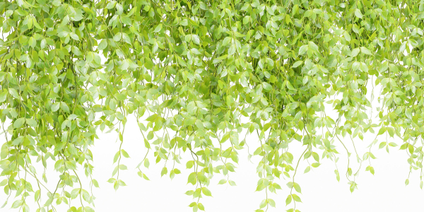Hanging plants for indoor vol 124-Blender
