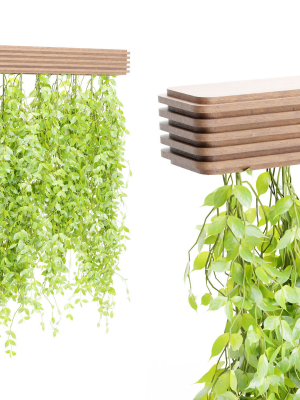 Hanging plants for indoor vol 124-Blender