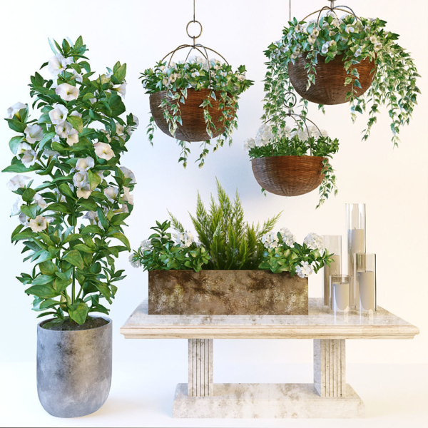 Hanging pot flowers