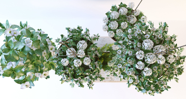 Hanging pot flowers