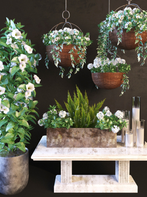 Hanging pot flowers