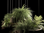Hanging Pots with Plants 2