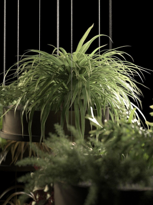 hanging-pots-with-plants-2-3d-model-4bf2d6de72