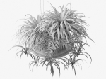 Hanging Pots with Plants 2
