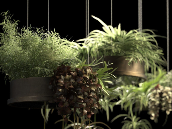 Hanging Pots with Plants 2