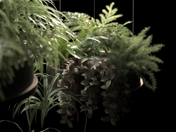 Hanging Pots with Plants 2