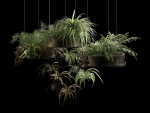 Hanging Pots with Plants 2
