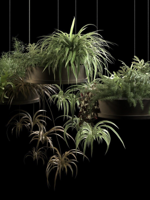 Hanging Pots with Plants 2