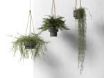 Hanging Pots with Plants