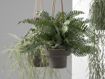 Hanging Pots with Plants