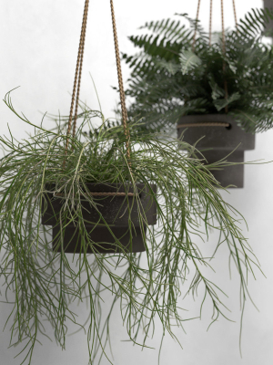 Hanging Pots with Plants