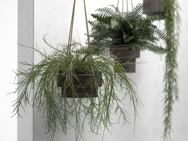 Hanging Pots with Plants