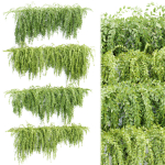 Hanging wall creeper plants collection vol 159