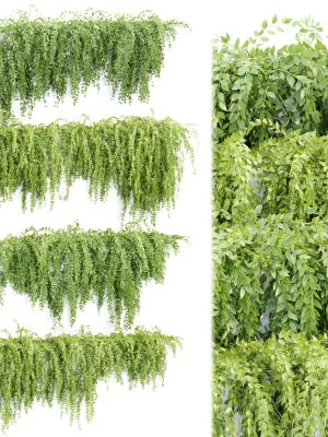 Hanging wall creeper plants collection vol 159
