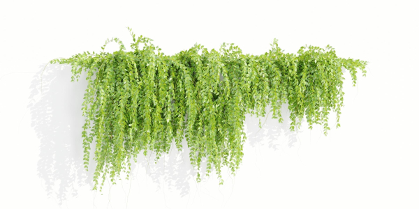 Hanging wall creeper plants collection vol 159-Blender