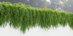 Hanging wall creeper plants collection vol 159-Blender