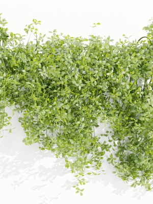 hanging-wall-creeper-plants-collection-vol-190-blender-3d-model-15ed99e029