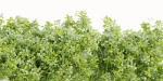Hanging wall creeper plants collection vol 190-Blender