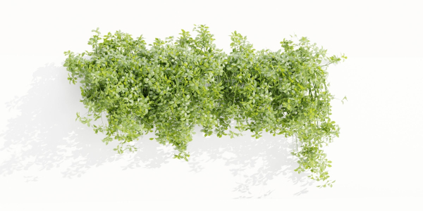 Hanging wall creeper plants collection vol 190-Blender