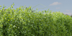 Hanging Wall Creeper Plants collection vol 225-Blender