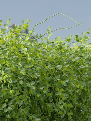 hanging-wall-creeper-plants-collection-vol-225-blender-3d-model-9d0ac74412