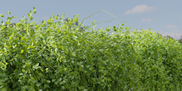 Hanging Wall Creeper Plants collection vol 225-Blender