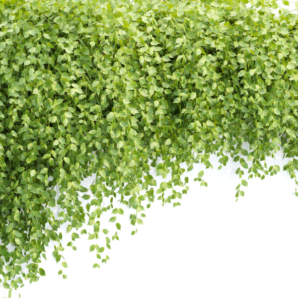 Hanging Wall Creeper Plants collection vol 225-Blender
