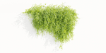 Hanging Wall Creeper Plants collection vol 225-Blender