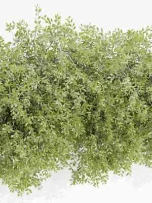 Hanging wall creeper plants collection vol 230-Blender