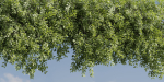 Hanging wall creeper plants collection vol 230-Blender