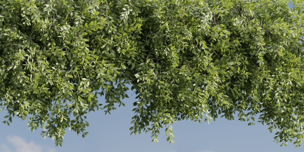 Hanging wall creeper plants collection vol 230-Blender