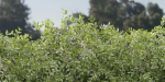 Hanging wall creeper plants collection vol 230-Blender