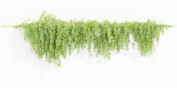 Hanging wall plants collection vol 109-Blender