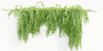 Hanging wall plants collection vol 109-Blender