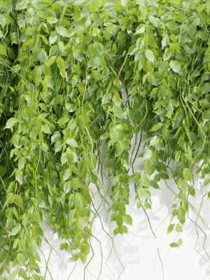 hanging-wall-plants-collection-vol-109-blender-3d-model-64ed21eeed