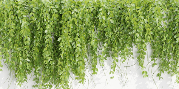 Hanging wall plants collection vol 109-Blender