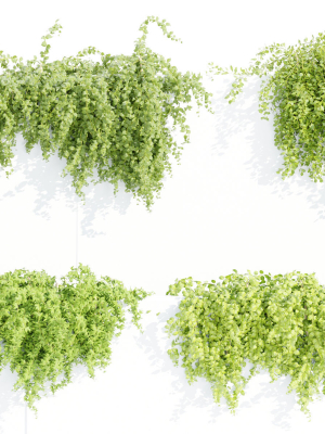Hanging wall plants collection vol 56-Blender