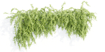 Hanging wall plants collection vol 56-Blender
