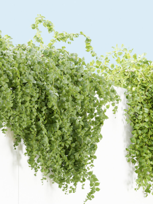hanging-wall-plants-collection-vol-56-blender-3d-model-712acad9ab