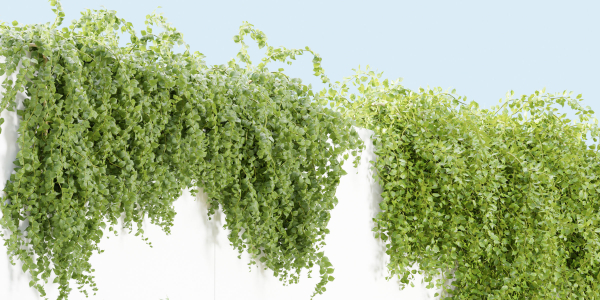Hanging wall plants collection vol 56-Blender