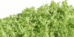 Hanging wall plants collection vol 56-Blender